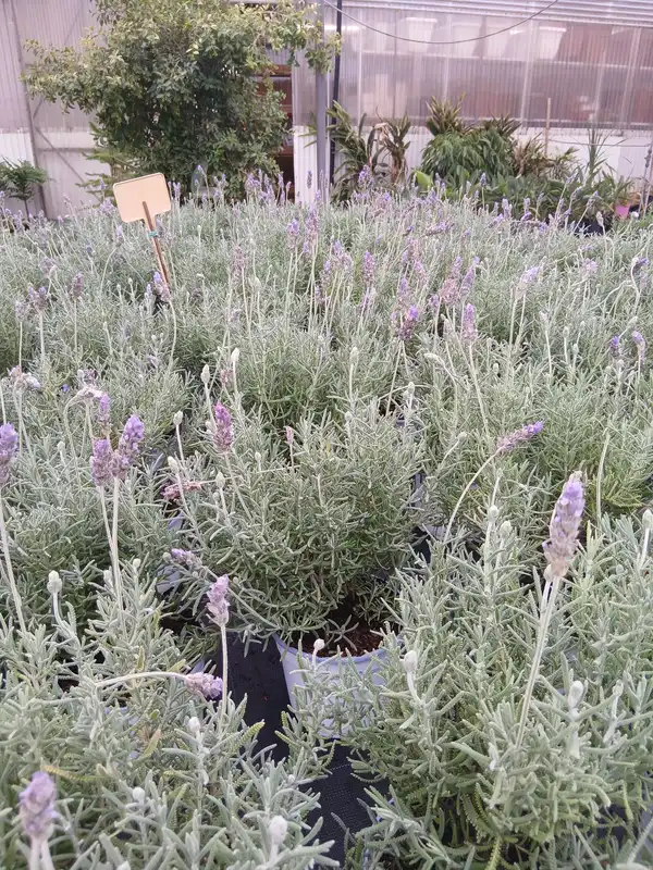 venta lavanda dentata planta 86683 3 Venta Lavanda Dentata en Mallorca - Vivero Can Juanito