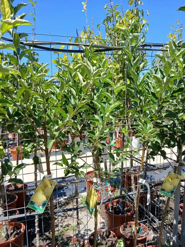 venta manzano golden planta 60004941 3 Venta Manzano Golden en Mallorca - Vivero Can Juanito