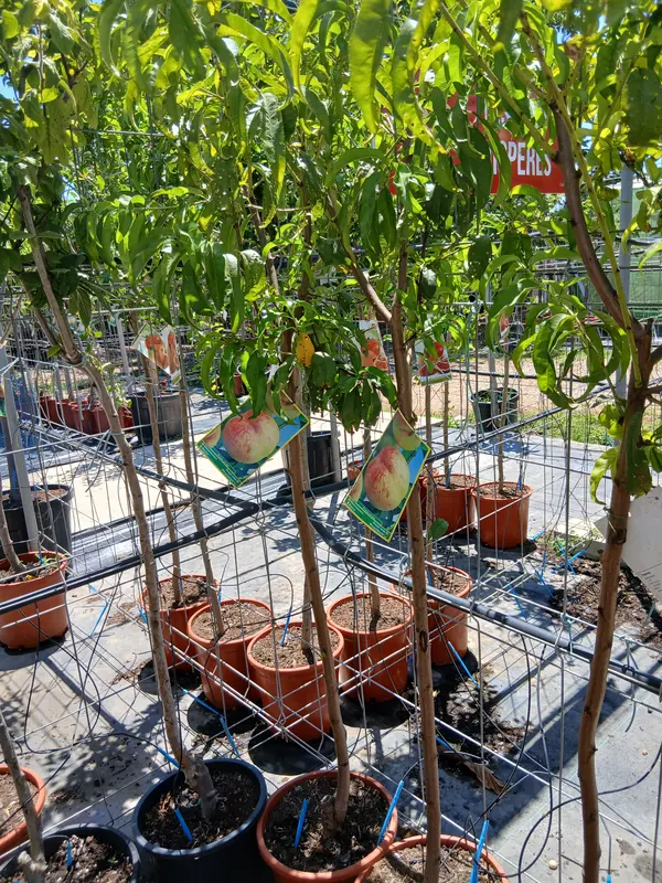 Venta Melocotonero Baby Gold (Prunus Persica) en Mallorca - Vivero Can Juanito