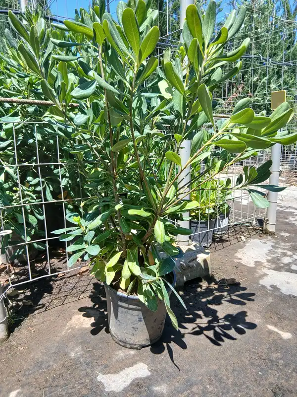 Venta Myoporum Antorchasis en Mallorca - Vivero Can Juanito