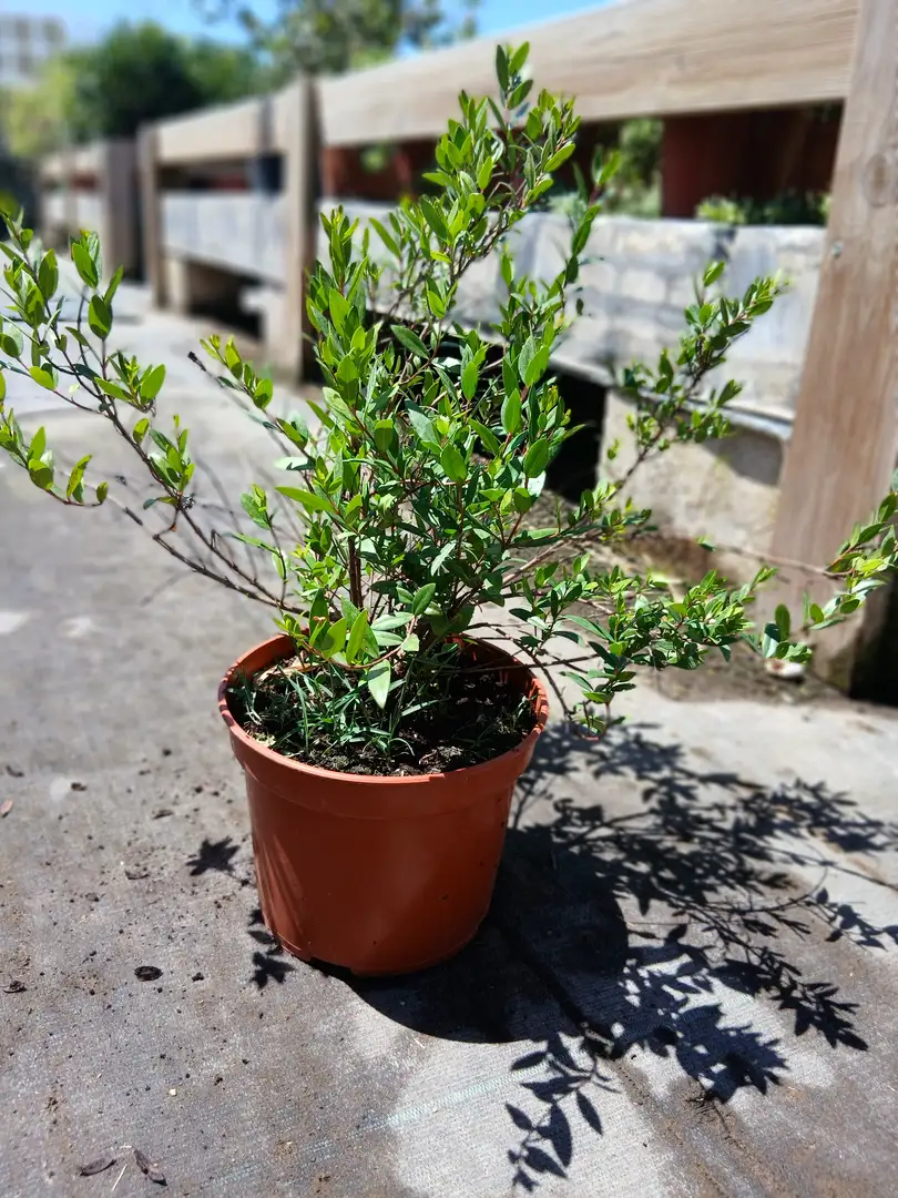 Venta Myrtus en Mallorca - Vivero Can Juanito