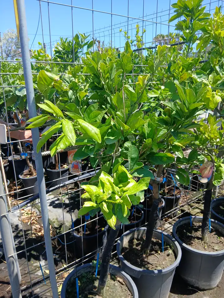 venta naranjo dulce planta 60100c22z 3 Venta Naranjo dulce (Citrus sinensis) en Mallorca - Vivero Can Juanito