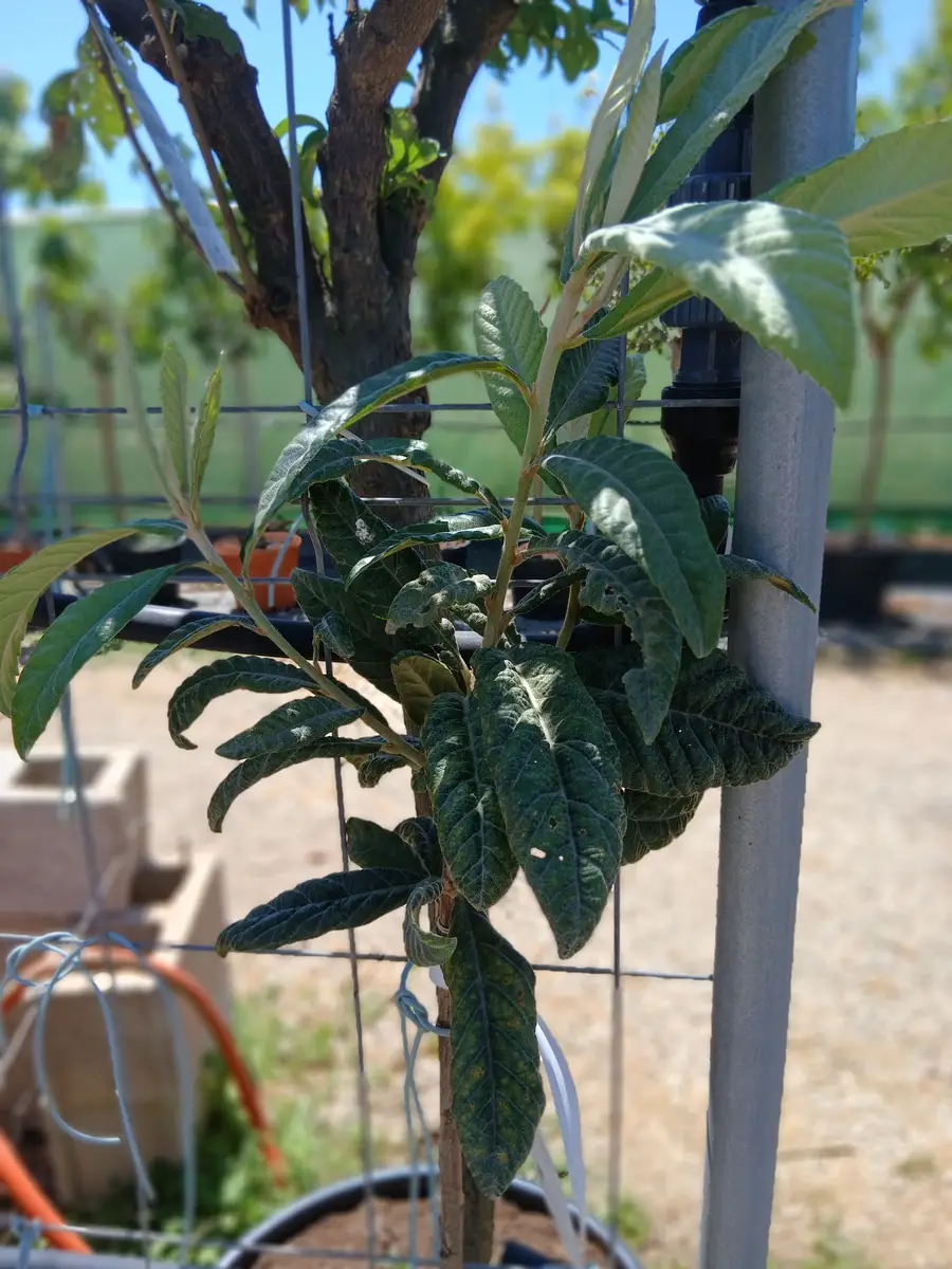Venta Níspero Japónica en Mallorca - Vivero Can Juanito