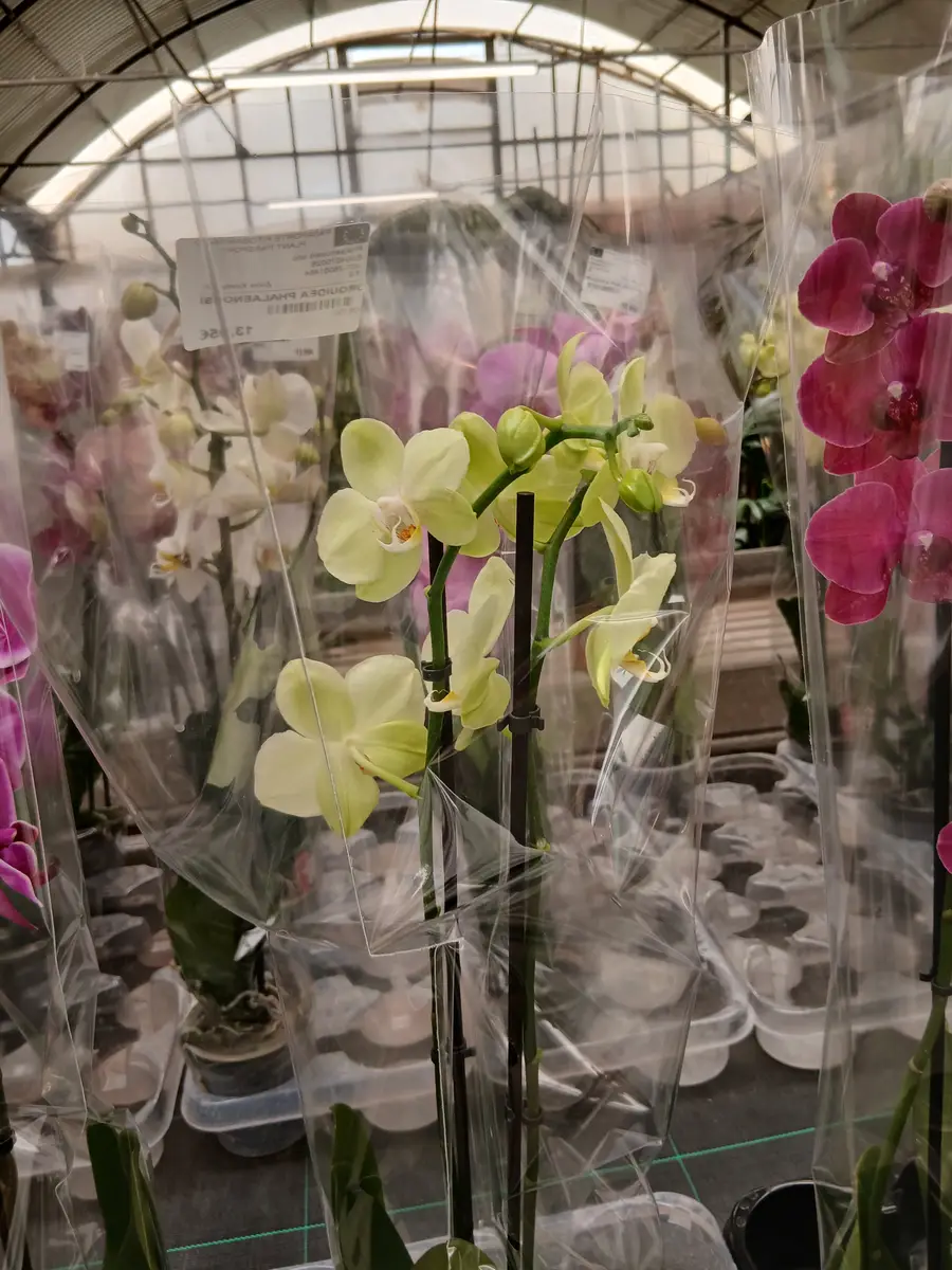 Venta Orquídea Phalaenopsis en Mallorca - Vivero Can Juanito
