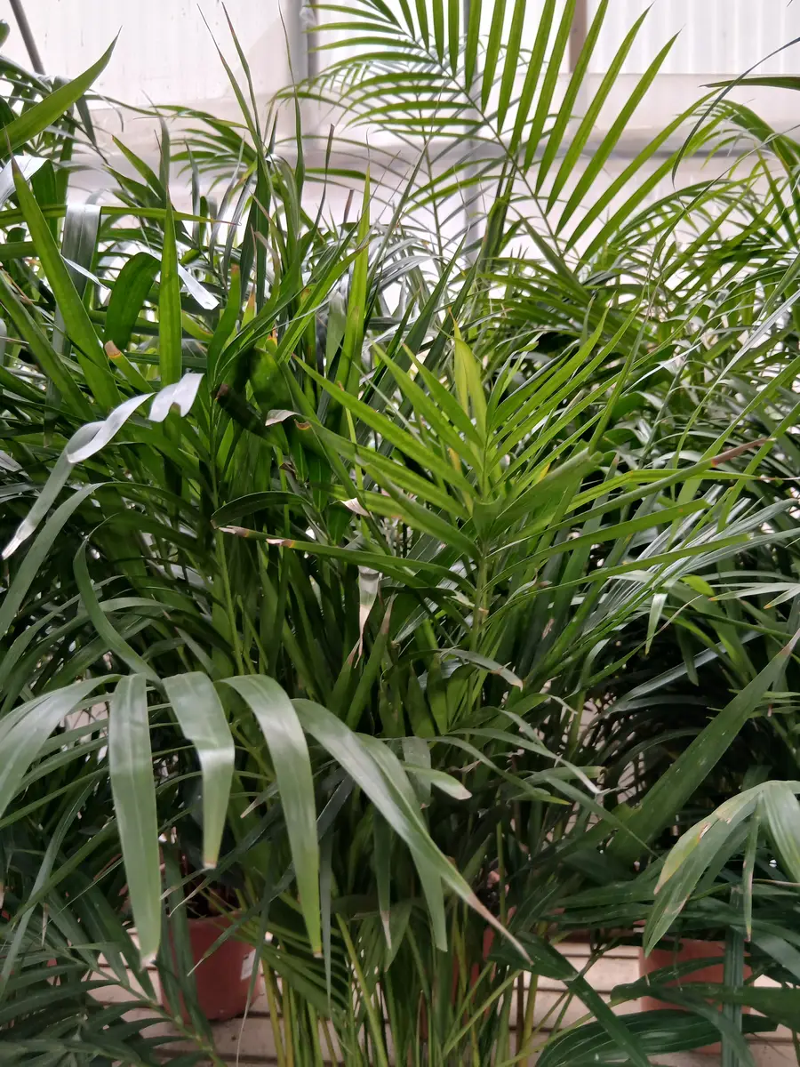 venta palmera areca planta 60004565 3 Venta Palmera Areca (Dypsis lutescens) en Mallorca - Vivero Can Juanito