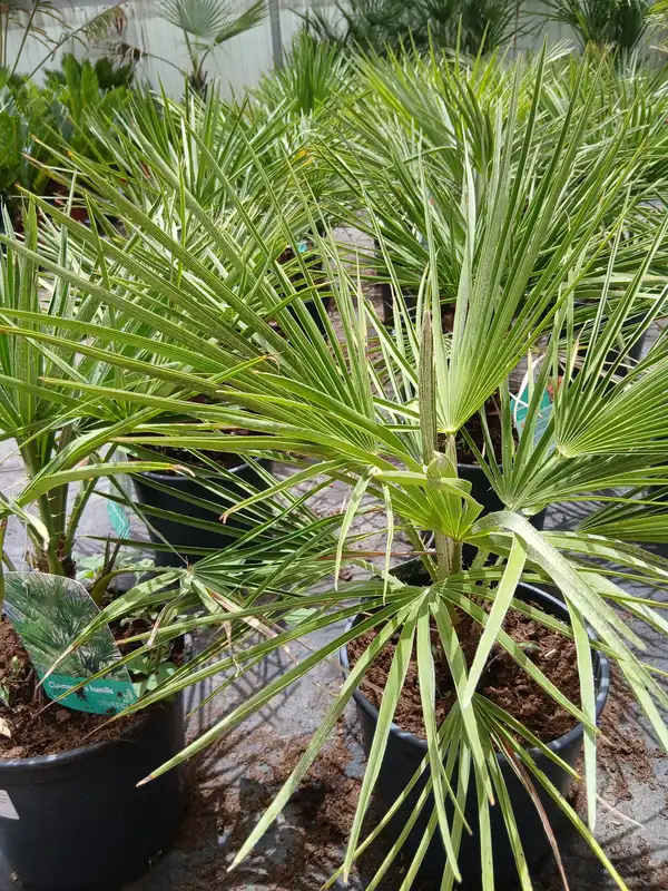 venta palmito planta 60004560 3 Venta Palmito (Chamaerops humilis) en Mallorca - Vivero Can Juanito