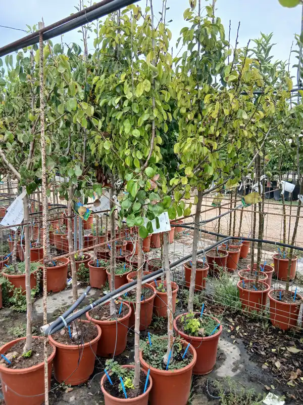 Venta Peral Castell en Mallorca - Vivero Can Juanito