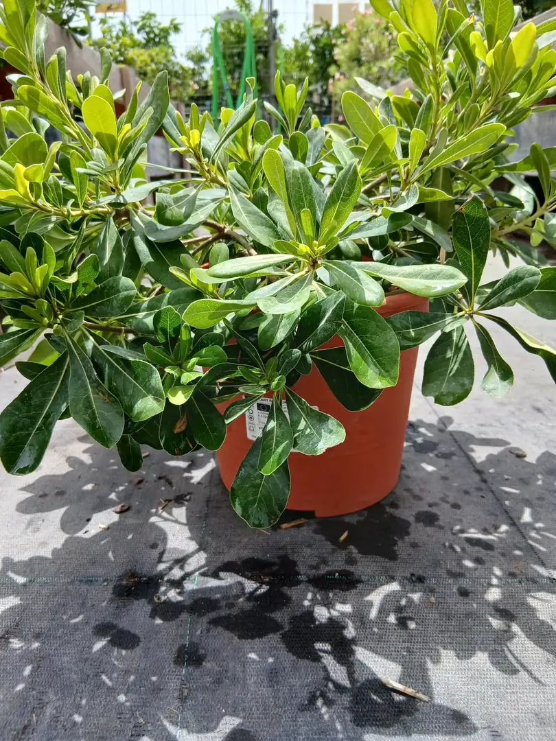 venta pittosporo planta 33002m2z 3 Venta Pittosporo (Pittosporum tobira) en Mallorca - Vivero Can Juanito