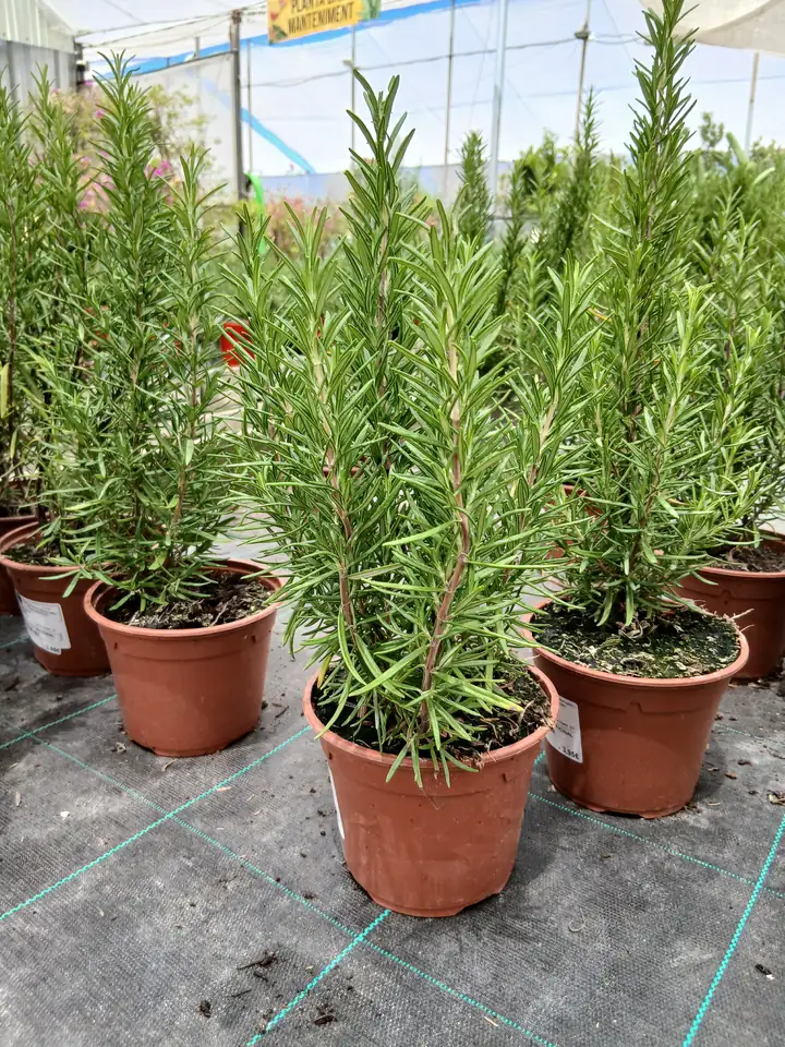 venta romero en maceta planta 60005301 3 Venta Romero en maceta (Rosmarinus officinalis) en Mallorca - Vivero Can Juanito