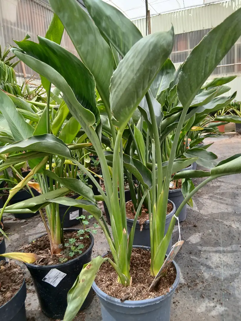 Venta Strelitzia Reginae (Ave del paraíso) en Mallorca - Vivero Can Juanito