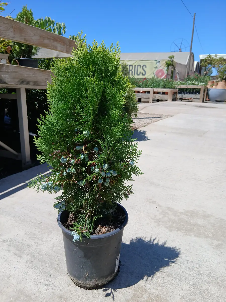 venta tuya oriental enana planta 41101m2z 3 Venta Tuya oriental enana (Thuja orientalis Aurea Nana) en Mallorca - Vivero Can Juanito