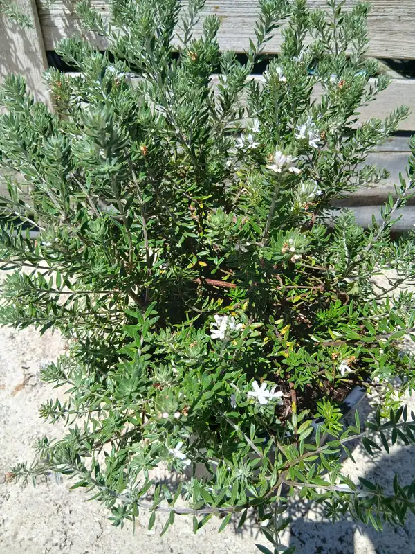 venta westringia fruticosa planta 39401m2z 3 Venta Westringia fruticosa en Mallorca - Vivero Can Juanito