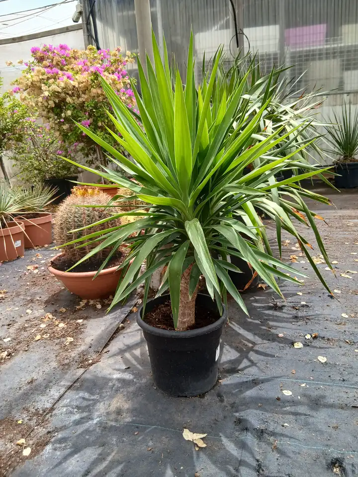 venta yuca elegans planta 10601m2z 3 Venta Yuca elegans (Yucca aloifolia Elegans) en Mallorca - Vivero Can Juanito