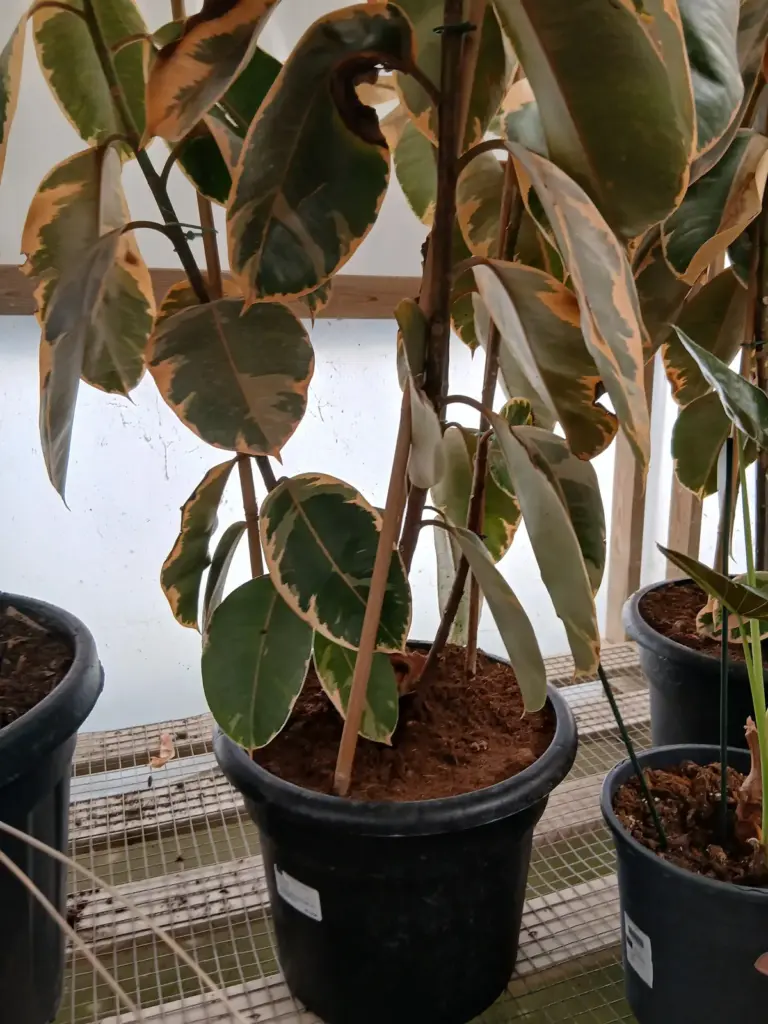 Comprar Ficus belize (Ficus elastica 'Belize') al mejor precio en Mallorca - Vivero Can Juanito