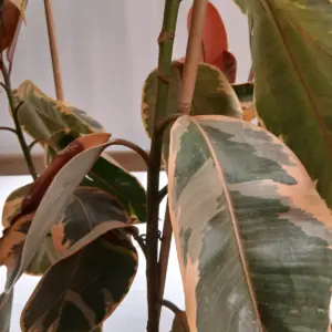 Comprar Ficus belize (Ficus elastica 'Belize') barato en Mallorca - Vivero Can Juanito
