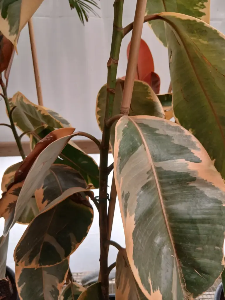 Comprar Ficus belize (Ficus elastica 'Belize') barato en Mallorca - Vivero Can Juanito