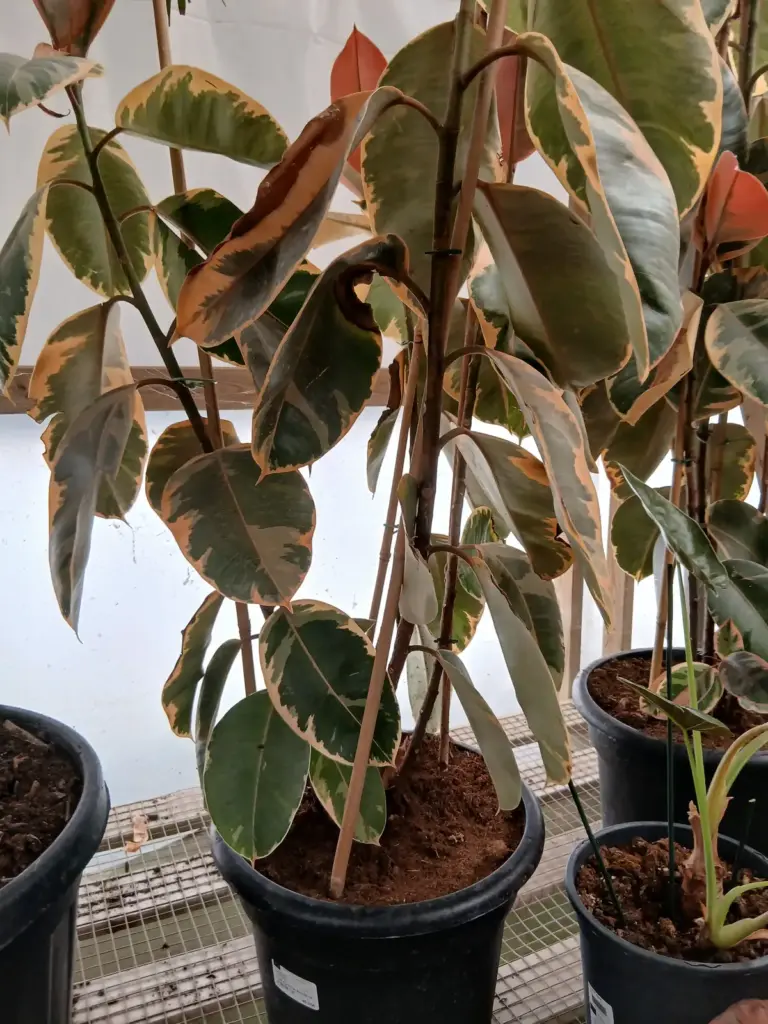 Comprar Ficus belize (Ficus elastica 'Belize') en vivero de Mallorca - Vivero Can Juanito