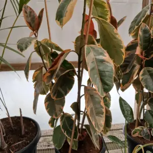 Comprar Ficus belize (Ficus elastica 'Belize') online en Mallorca - Vivero Can Juanito