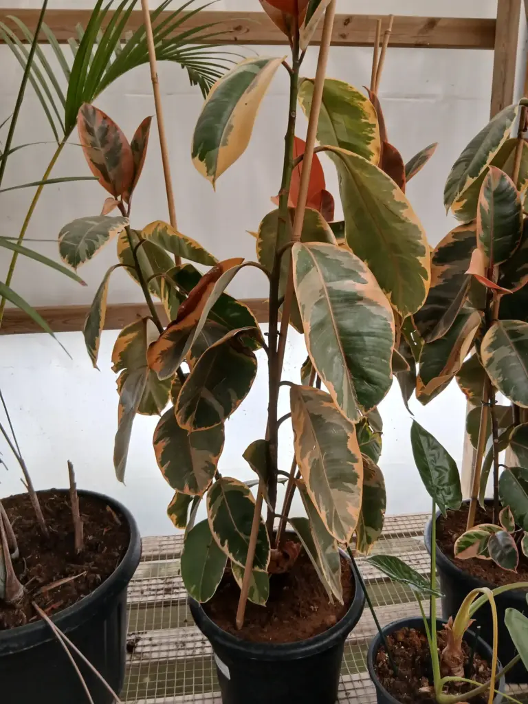 Comprar Ficus belize (Ficus elastica 'Belize') online en Mallorca - Vivero Can Juanito