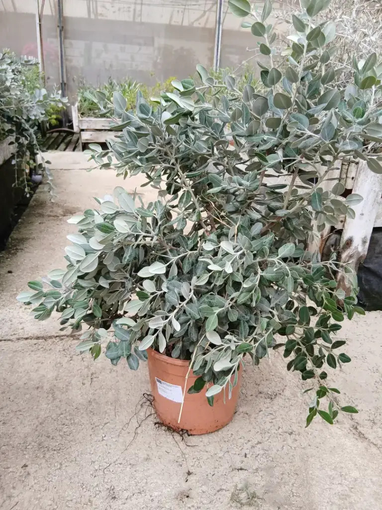 Comprar Metrosidero al mejor precio maceta 20 cm / 5 L en Mallorca - Vivero Can Juanito