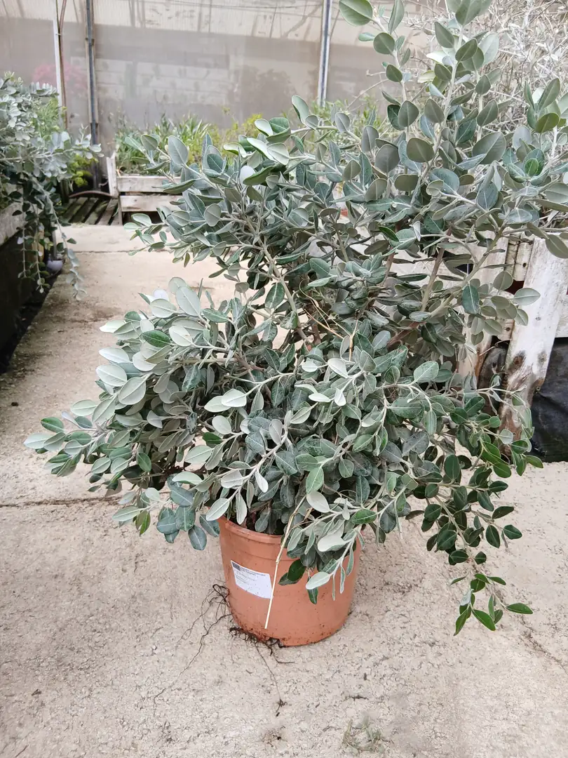 Comprar Metrosidero al mejor precio maceta 20 cm / 5 L en Mallorca - Vivero Can Juanito