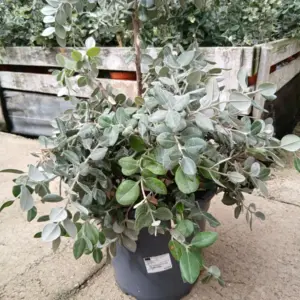 Comprar Metrosidero barato maceta 30 cm / 10 L en Mallorca - Vivero Can Juanito