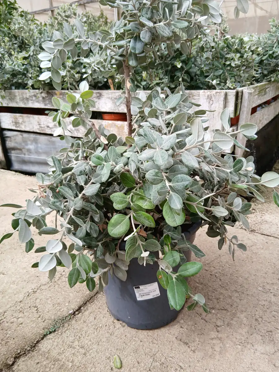 Comprar Metrosidero barato maceta 30 cm / 10 L en Mallorca - Vivero Can Juanito