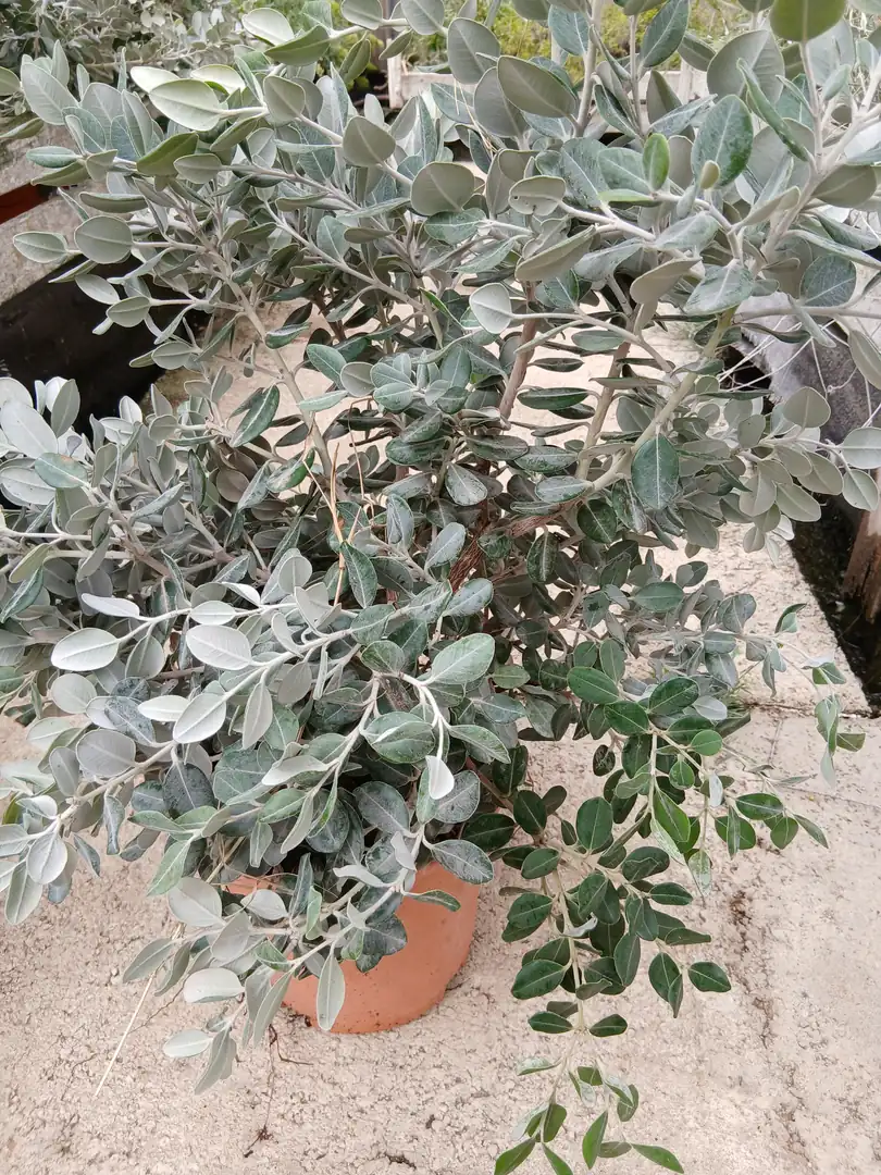 Comprar Metrosidero barato maceta 20 cm / 5 L en Mallorca - Vivero Can Juanito