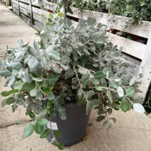 Comprar Metrosidero online maceta 30 cm / 10 L en Mallorca - Vivero Can Juanito
