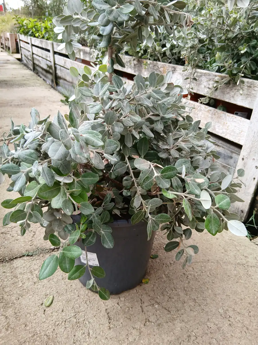 Comprar Metrosidero online maceta 30 cm / 10 L en Mallorca - Vivero Can Juanito