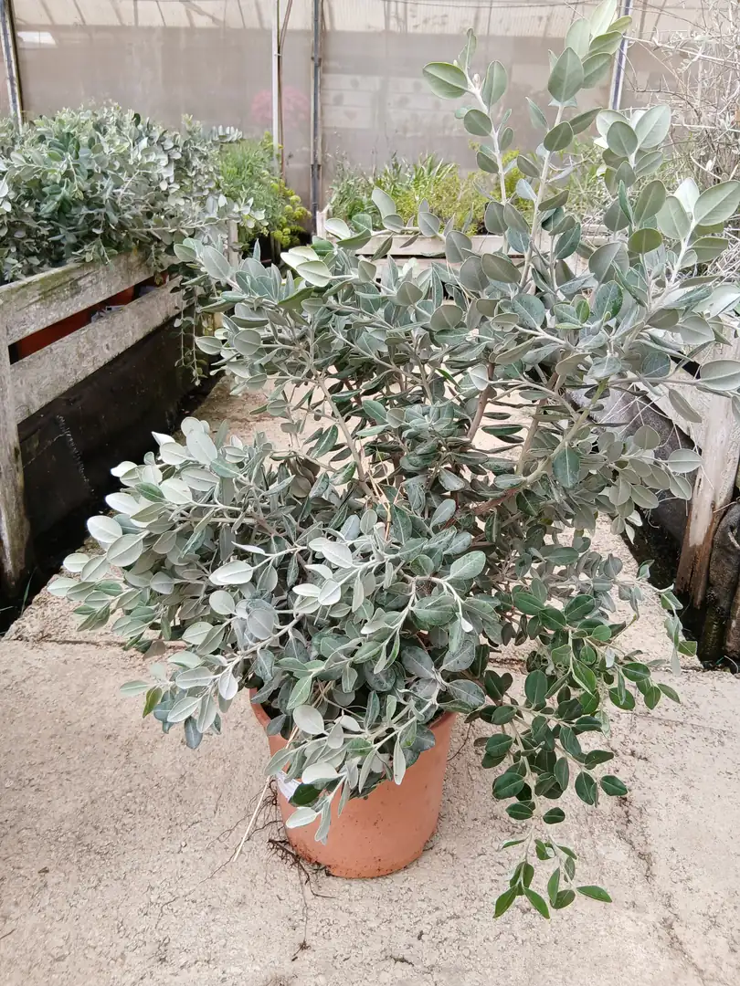 Comprar Metrosidero online maceta 20 cm / 5 L en Mallorca - Vivero Can Juanito