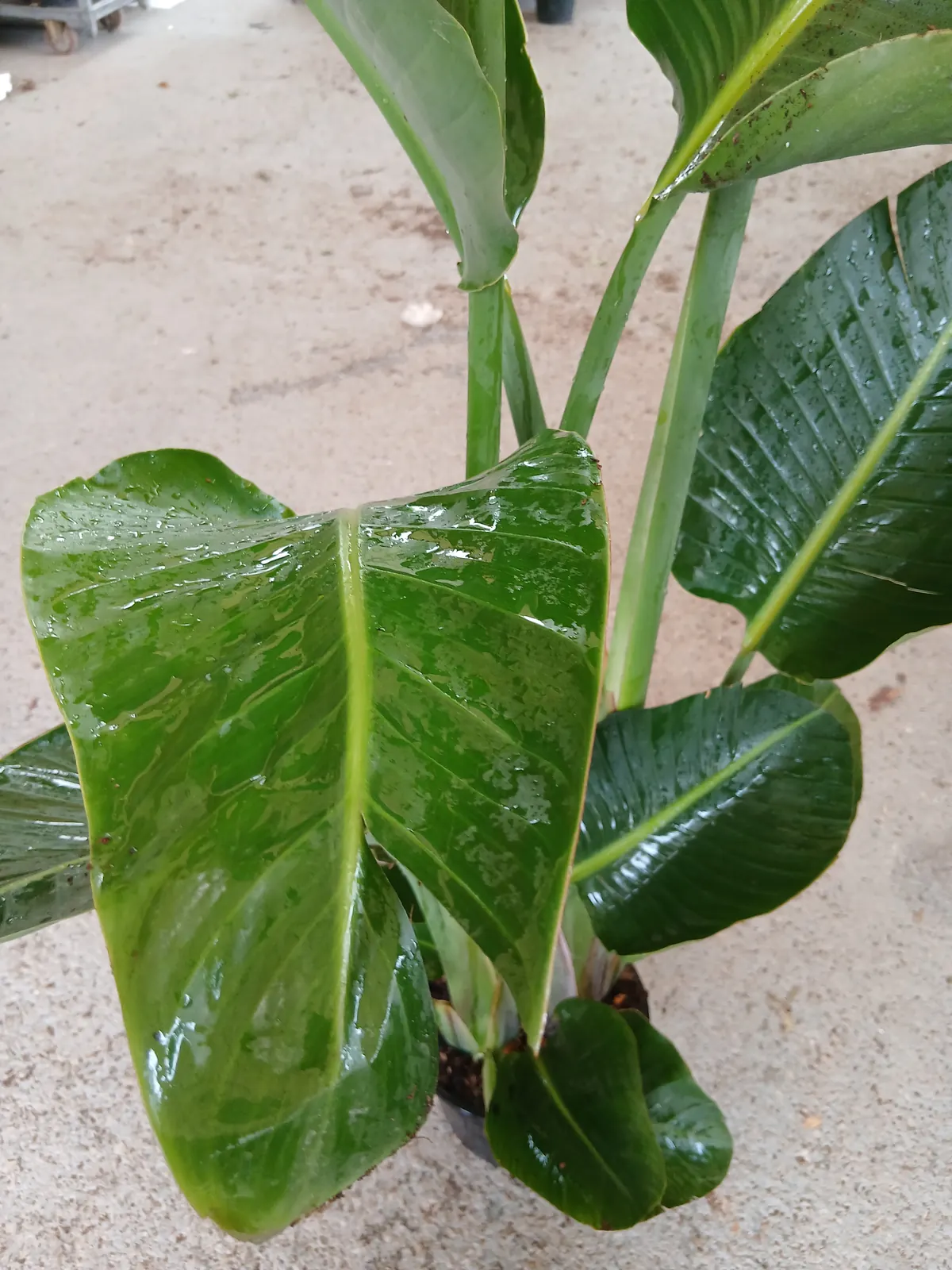 Comprar Strelitzia Augusta (Ave del paraíso) al mejor precio maceta 25 cm / 10 L en Mallorca - Vivero Can Juanito