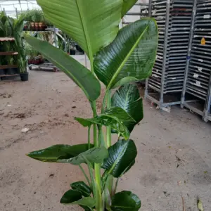 Comprar Strelitzia Augusta (Ave del paraíso) barata maceta 25 cm / 10 L en Mallorca - Vivero Can Juanito