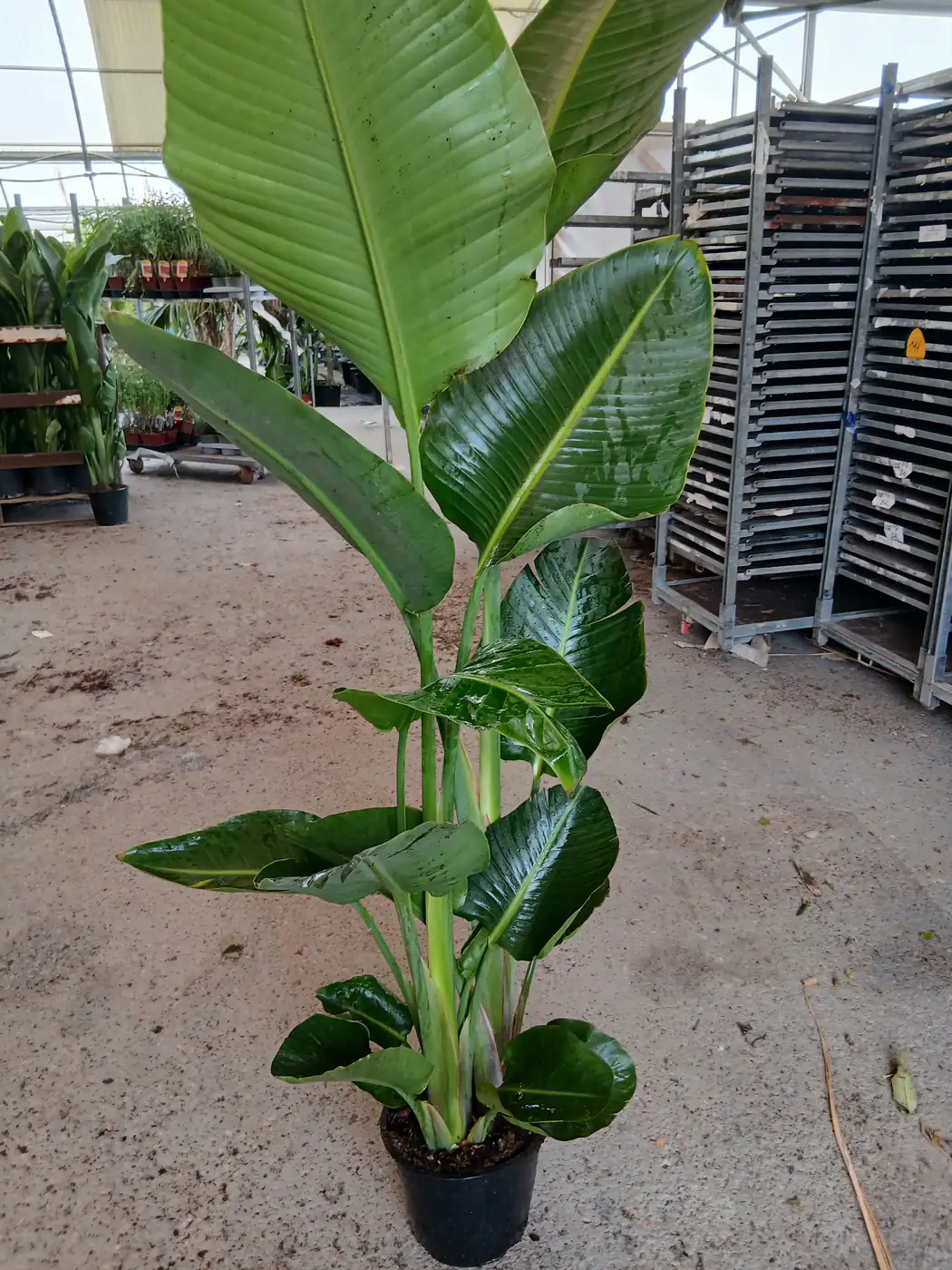 Comprar Strelitzia Augusta (Ave del paraíso) barata maceta 25 cm / 10 L en Mallorca - Vivero Can Juanito