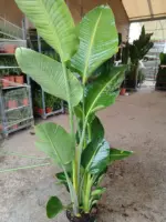 Comprar Strelitzia Augusta (Ave del paraíso) online maceta 25 cm / 10 L en Mallorca - Vivero Can Juanito