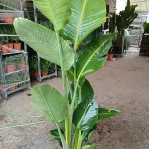 Comprar Strelitzia Augusta (Ave del paraíso) online maceta 25 cm / 10 L en Mallorca - Vivero Can Juanito
