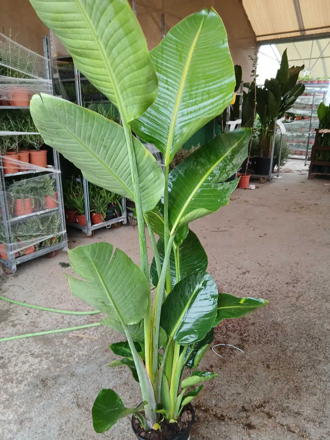 Comprar Strelitzia Augusta (Ave del paraíso) online maceta 25 cm / 10 L en Mallorca - Vivero Can Juanito