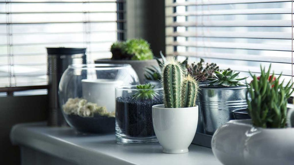 5 plantas de interior con poca luz
