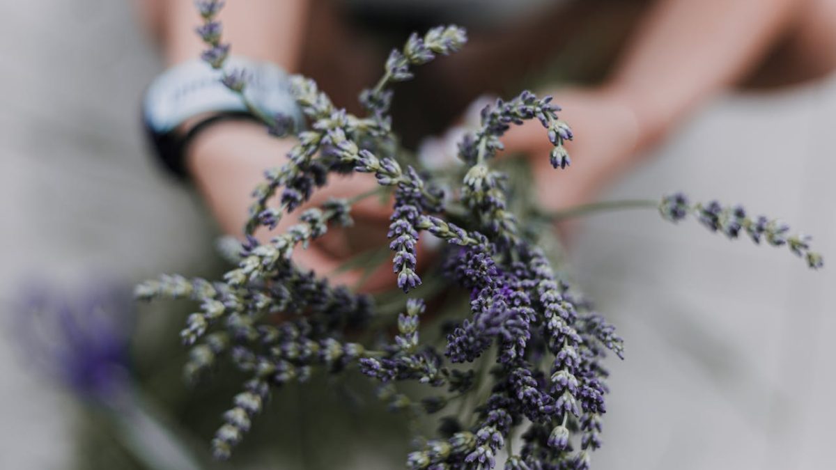 Dormir profundamente es posible: las 5 plantas para dormir mejor que necesitas en casa