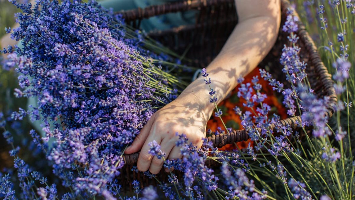 5 plantas repelentes de insectos