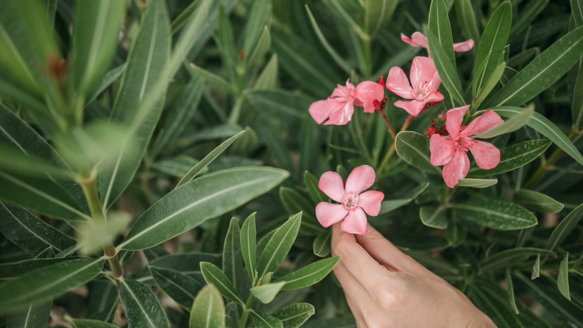 7 plantas de bajo mantenimiento para el jardín