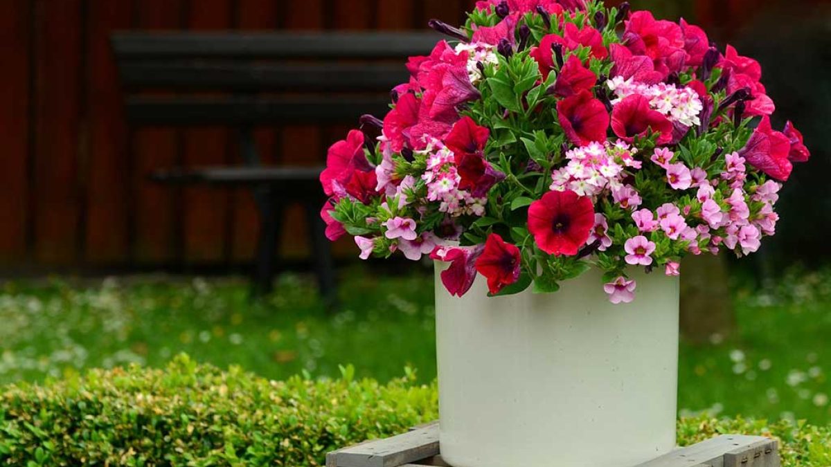 7 plantas de verano con flor para cualquier espacio