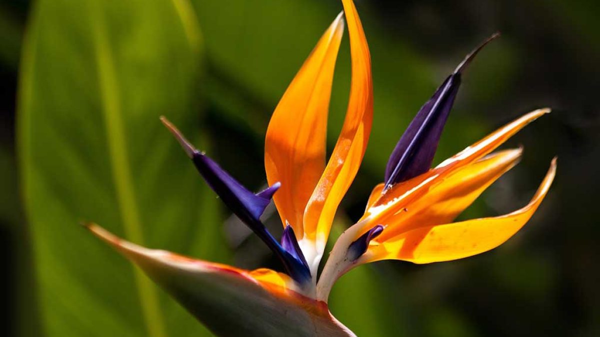 7 plantas mediterraneas perfectas casa