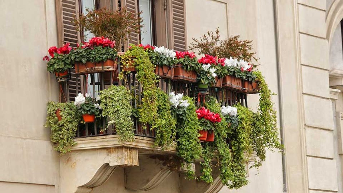7 plantas para balcones sin sol