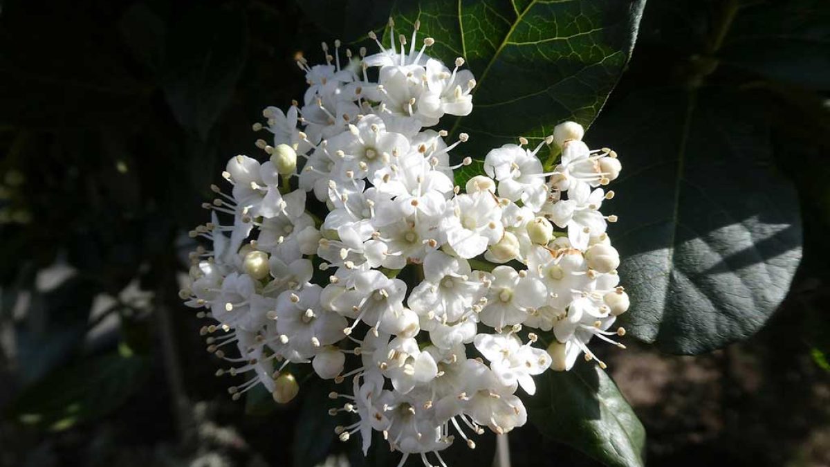 7 plantas vivaces y resistentes al frio