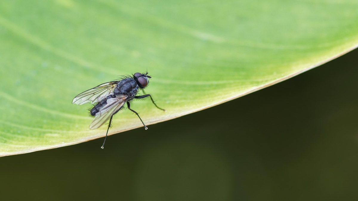 ¿Cómo Eliminar la Mosca del Sustrato en Plantas?