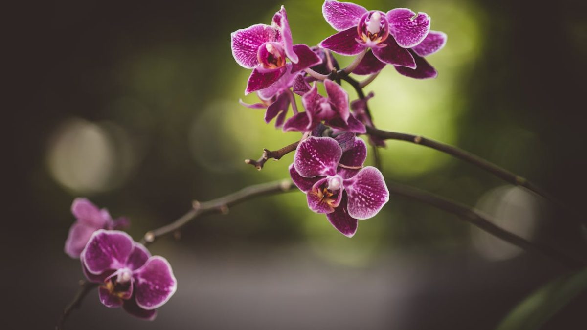 ¿Cómo cultivar orquídeas en casa? 