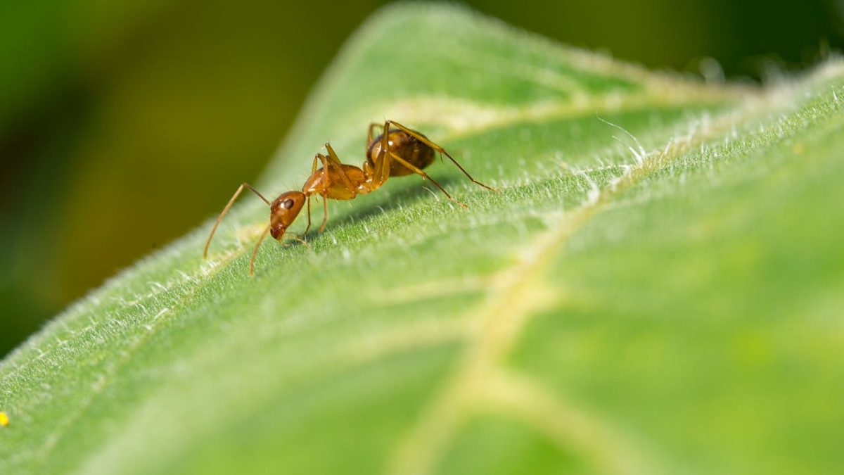 ¿Cómo evitar daños de hormigas en las plantas?