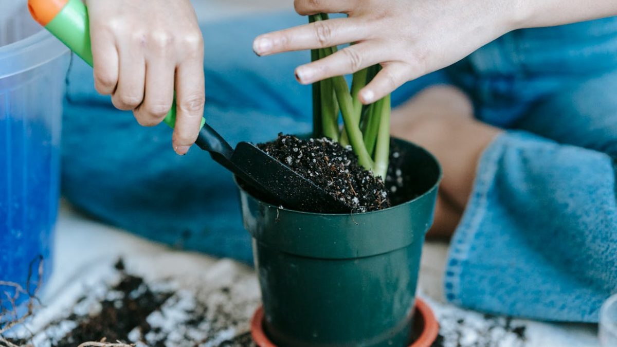 ¿Cómo plantar una planta? Guía completa paso a paso para sembrar