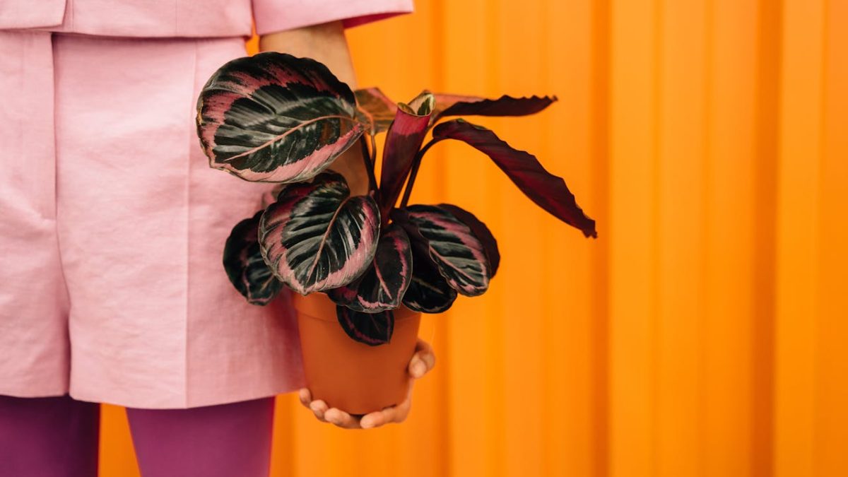 Cuidados de la Calathea